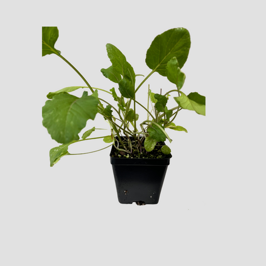 Asian Greens 'Hon Tsai Tai'