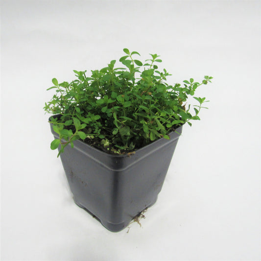 Hypericum perforatum