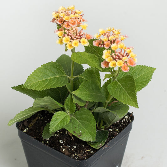 Lantana 'Confetti'