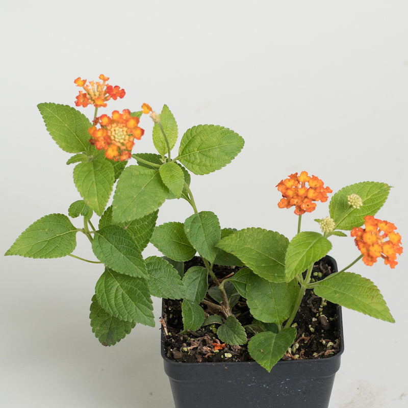 Lantana 'Dallas Red'
