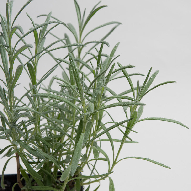Lavender 'Phenomenal'
