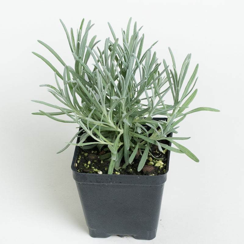 Lavender 'Provence'
