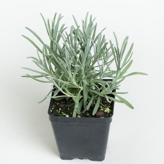 Lavender 'White Provence'