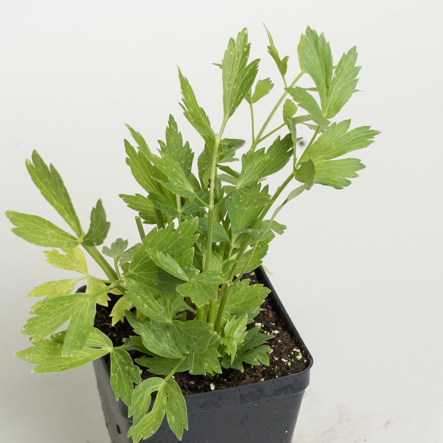Lovage