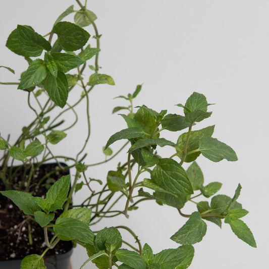 Mint 'Peppermint'