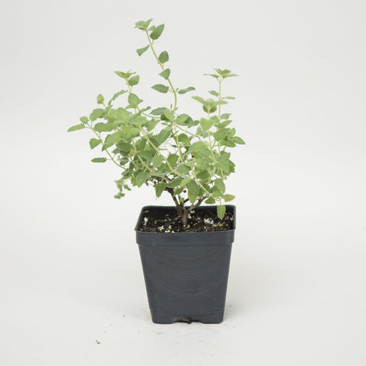 Catmint 'Walker's Low'