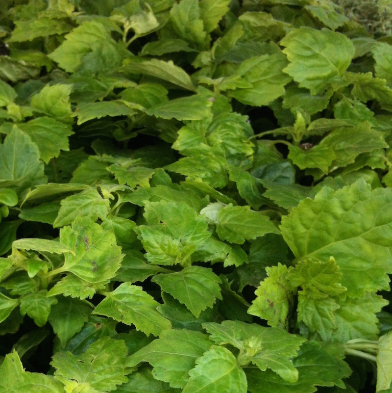patchouli plant care indoor Patchouli