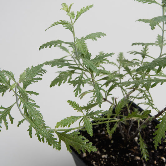 Perovskia 'Russian Sage'