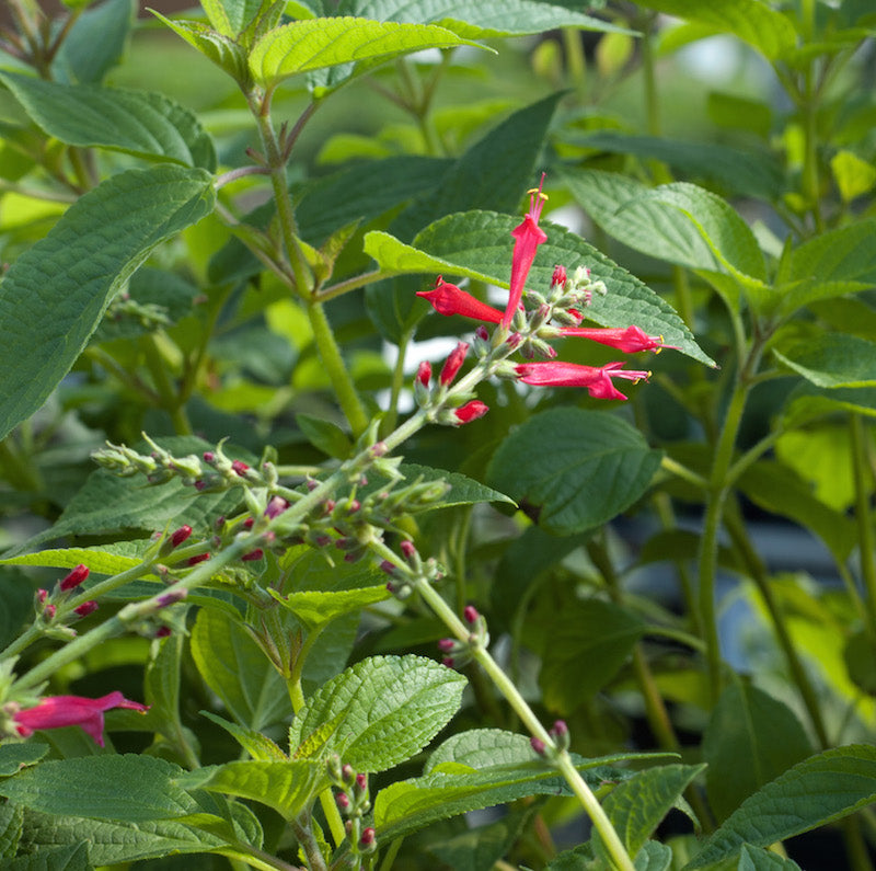 Sage 'Pineapple'