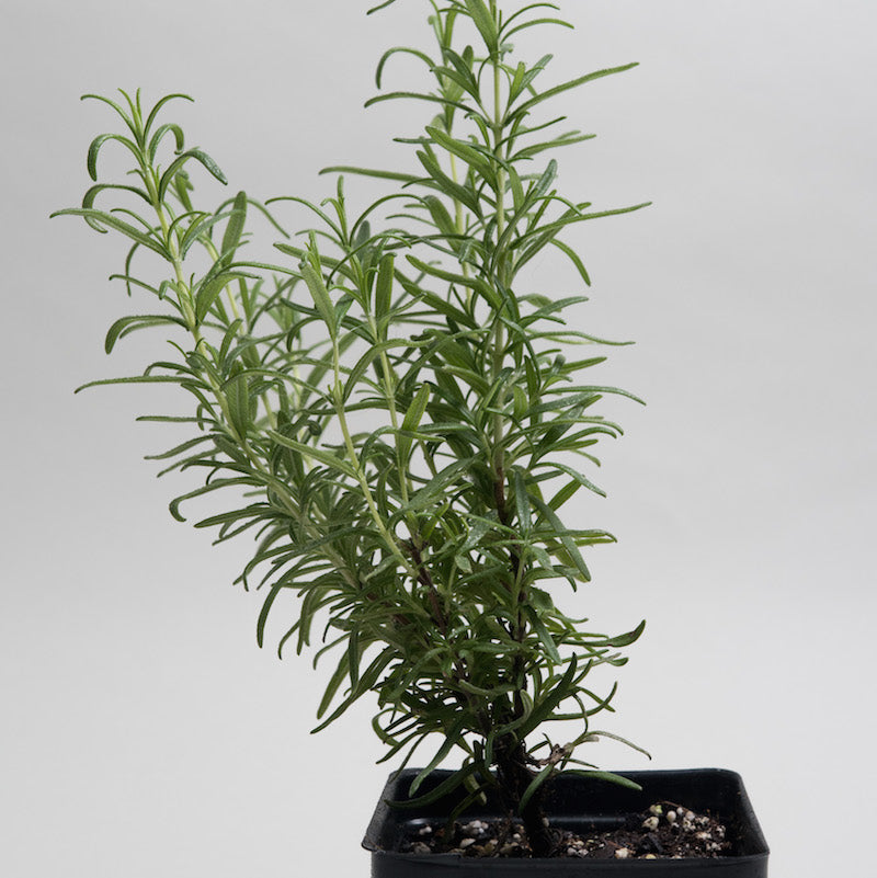 Rosemary 'Barbeque'