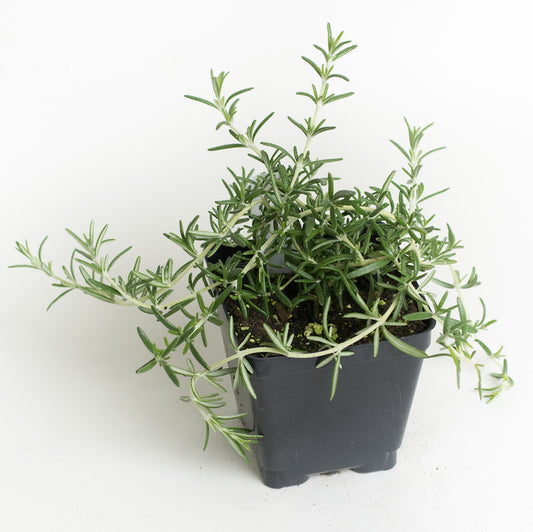 Rosemary 'Prostrate'