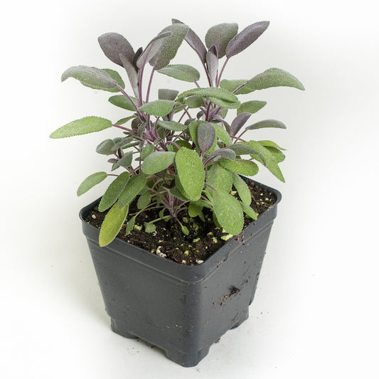 Sage 'Purple'