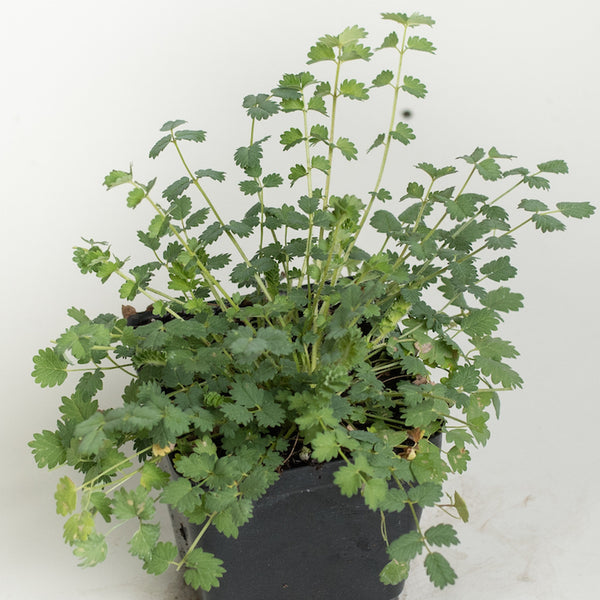 Salad Burnet Plants For Sale, Songuisorba Minor