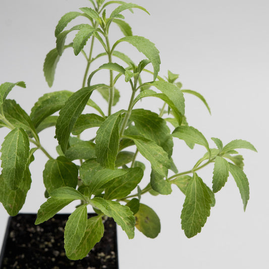 Stevia