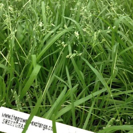 Sweet grass braid (Hierochloe odorata), also called vanilla grass