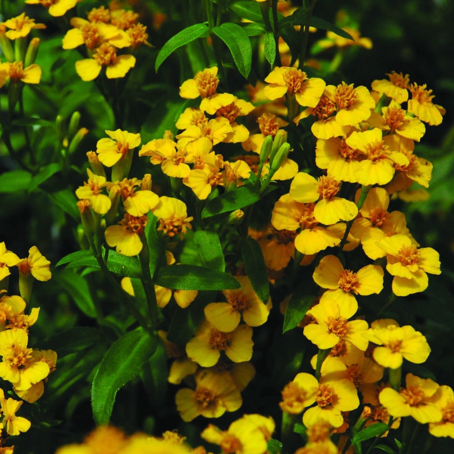 potted marigold plants for sale Tagetes 'Mexican Mint Marigold'