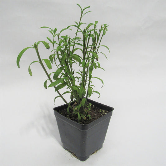 Tagetes 'Mexican Mint Marigold'