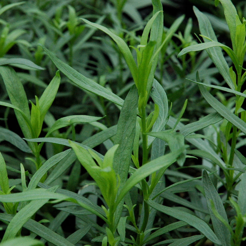 tarragon plant indoors Tarragon 'French'