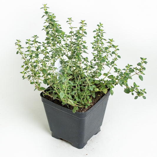 Thyme 'English'