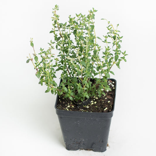 Thyme 'French'
