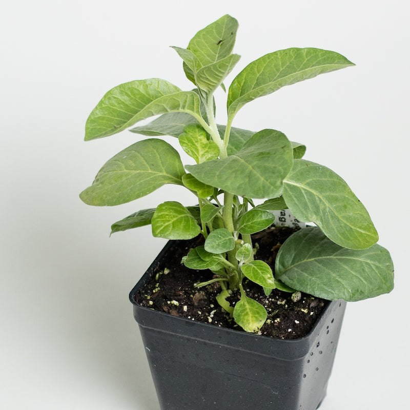 Indian Tobacco