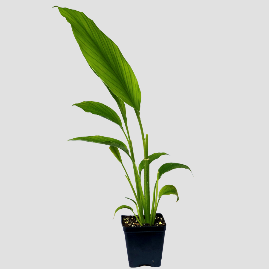 Turmeric