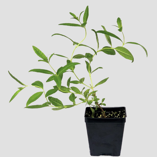 Lemon Verbena