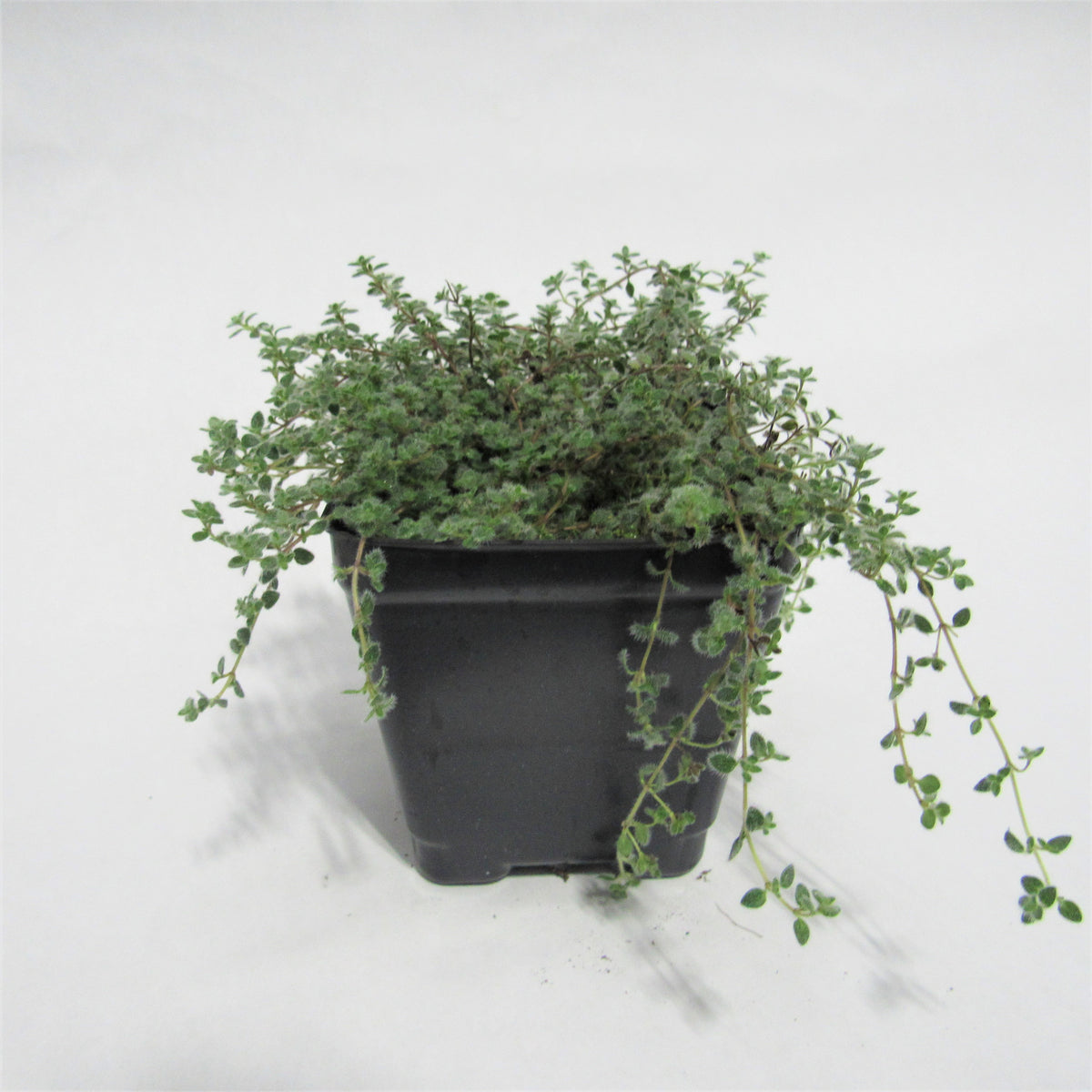 Thyme 'Woolly'