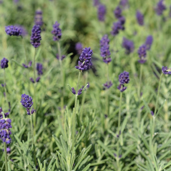  Hidcote Blue Lavender Herb Live Plant, Well Rooted, Perennial  Flowers : פאטיו, מדשאה וגינה