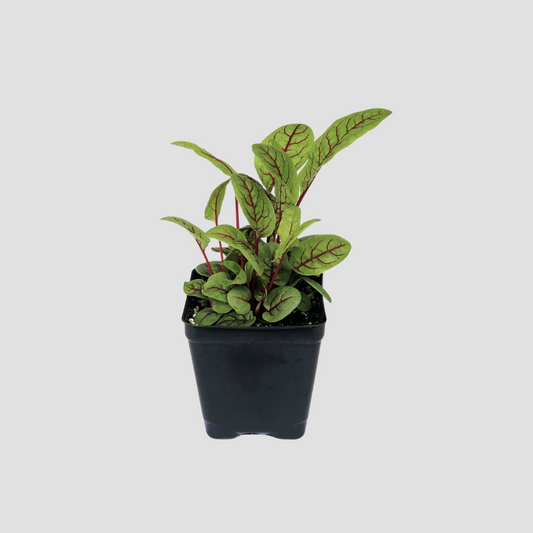 Sorrel 'Bloody Dock'