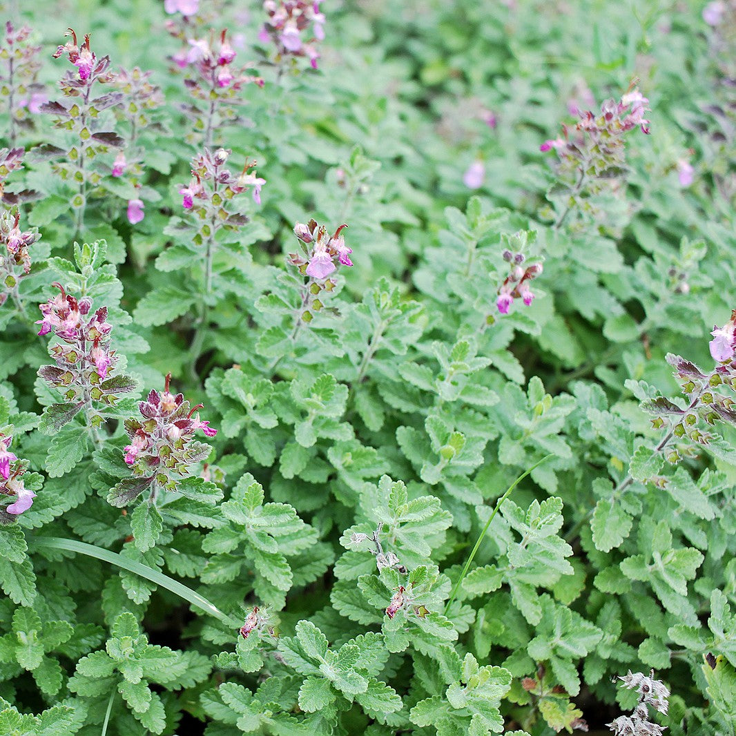 Germander 'Upright'