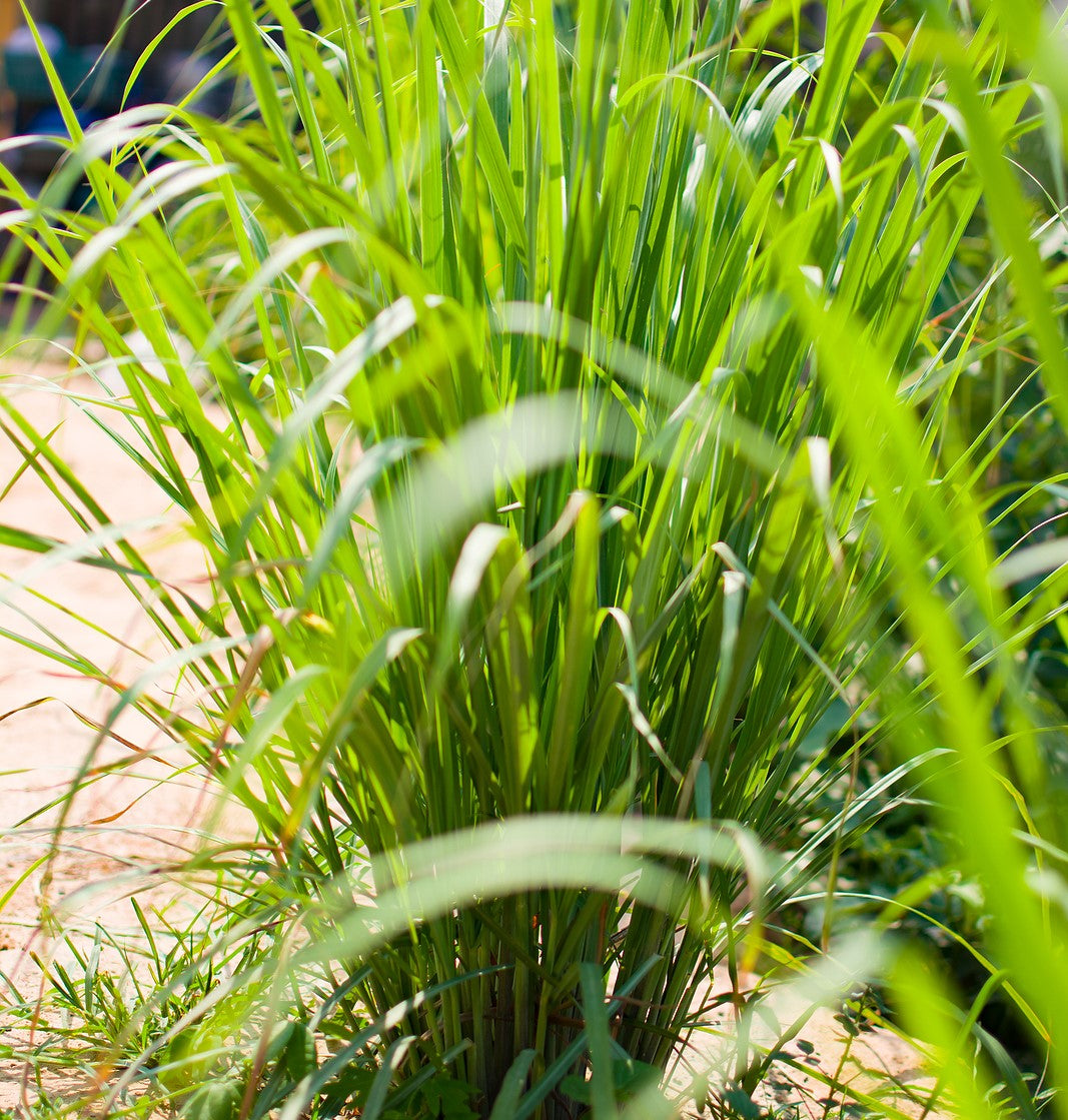 lemongrass plant indoor benefits Lemongrass