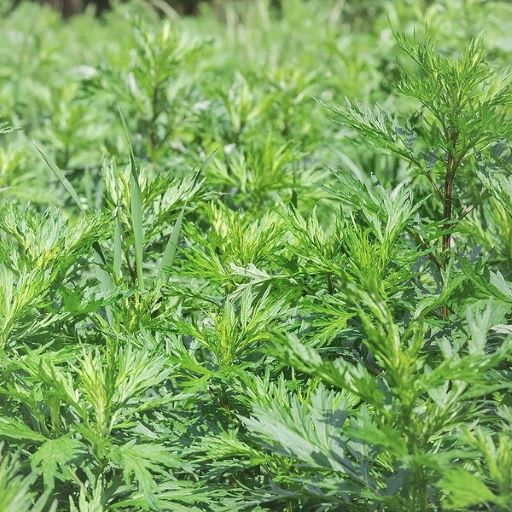 mugwort indoor plant Mugwort