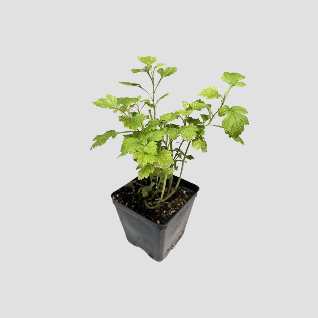 Mugwort