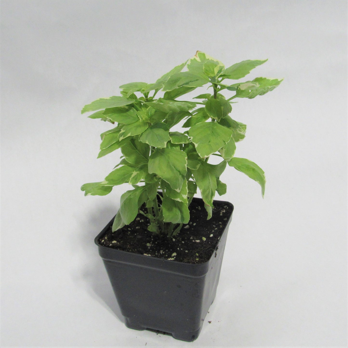 Basil 'Pesto Perpetuo'
