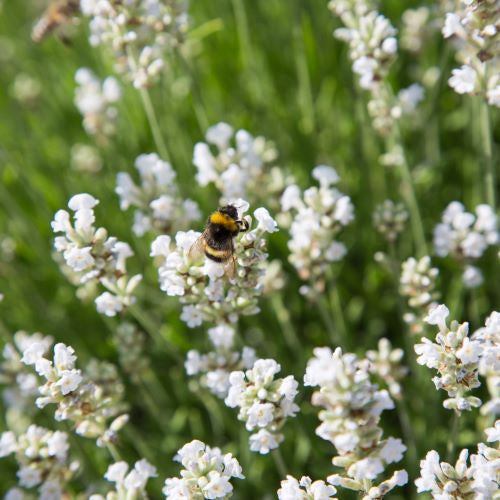 lavender blooming plant Lavender 'White Provence'