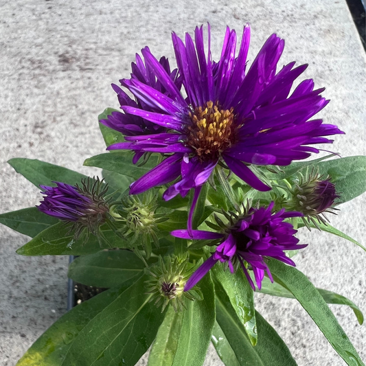 Aster 'Purple Dome'
