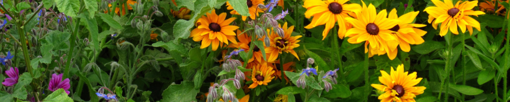 Herbs in the Landscape