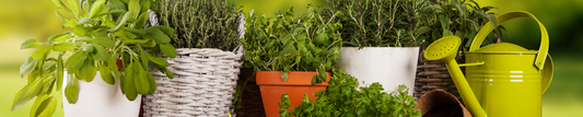 Hints for Healthy Indoor Herbs!