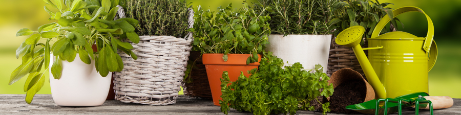 Lemon Scented Herbs