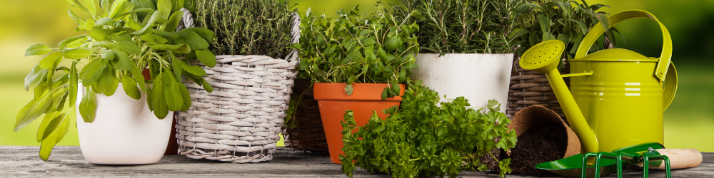 Lemon Scented Herbs