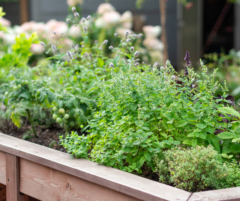 Summer Herbs to Grow This Year