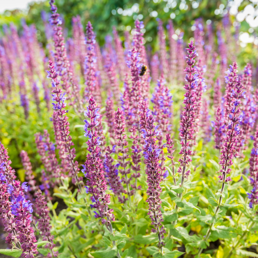 Sage Plants