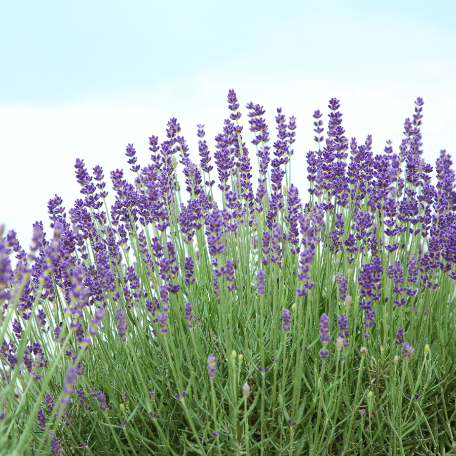 Lavender Plants