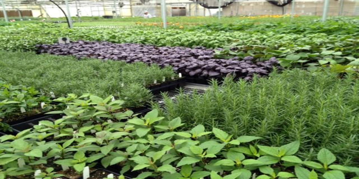 Medicinal Plants & Herbs