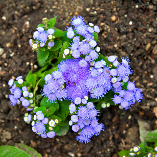 Bluemist Flower