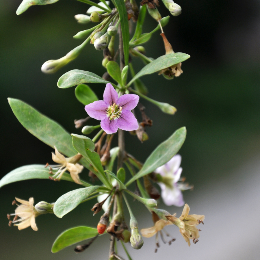 Goji Berry