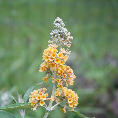 Butterfly Bush 'Golden Glow'