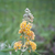 Butterfly Bush 'Golden Glow'