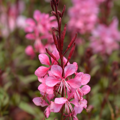 Gaura Steffi 'Blush Pink'